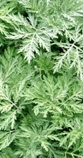 艾草高清图片 野生艾草的功效和图片分享