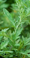 艾草高清图片 野生艾草的功效和图片分享