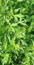 艾草高清图片 野生艾草的功效和图片分享