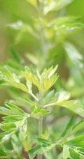 艾草高清图片 野生艾草的功效和图片分享