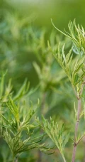 艾草高清图片 野生艾草的功效和图片分享