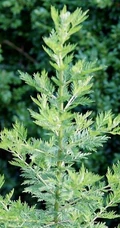 艾草高清图片 野生艾草的功效和图片分享