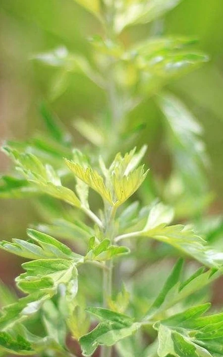 艾草高清图片 野生艾草的功效和图片分享