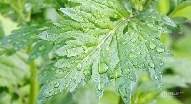 艾草高清图片 野生艾草的功效和图片分享