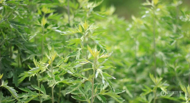艾草高清图片 野生艾草的功效和图片分享