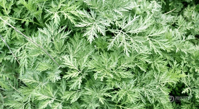 艾草高清图片 野生艾草的功效和图片分享