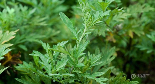 艾草高清图片 野生艾草的功效和图片分享