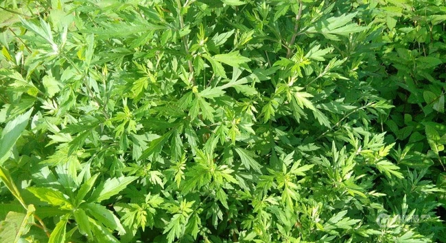 艾草高清图片 野生艾草的功效和图片分享