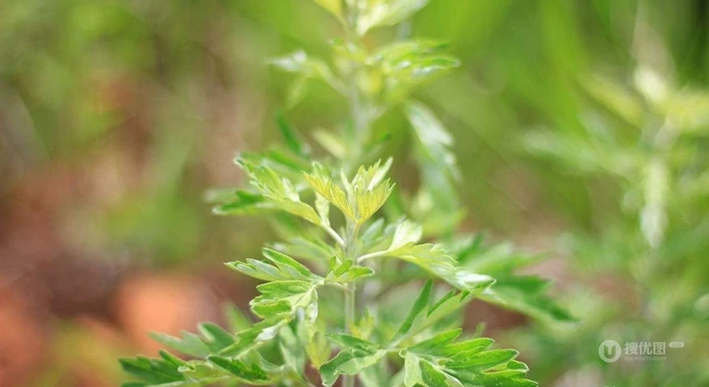 艾草高清图片 野生艾草的功效和图片分享