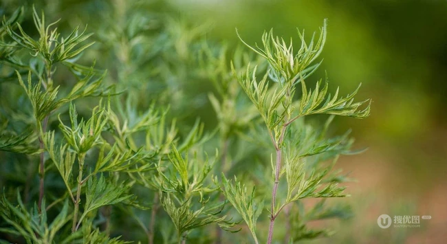艾草高清图片 野生艾草的功效和图片分享