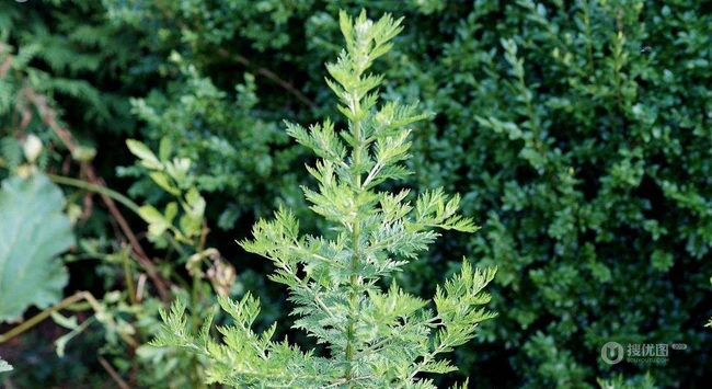 艾草高清图片 野生艾草的功效和图片分享