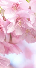 樱花图片，盛开的浪漫樱花花朵好看唯美图片