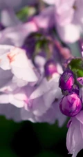 樱花图片，盛开的浪漫樱花花朵好看唯美图片
