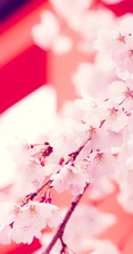 樱花图片，盛开的浪漫樱花花朵好看唯美图片