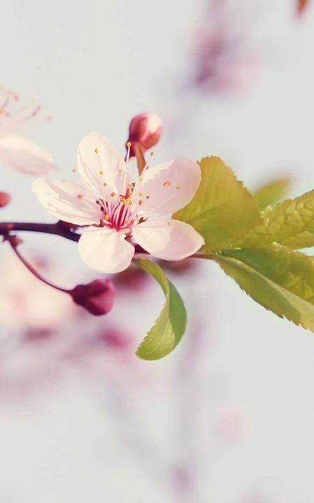 樱花图片，盛开的浪漫樱花花朵好看唯美图片