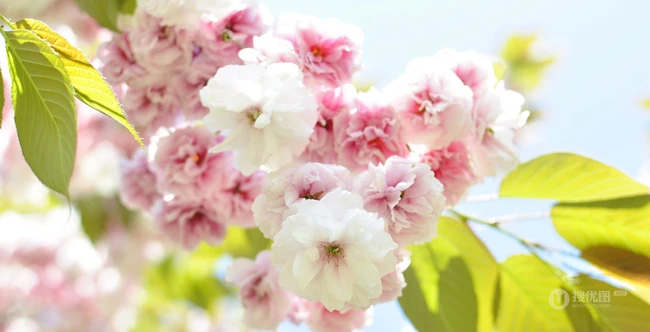 樱花图片，盛开的浪漫樱花花朵好看唯美图片