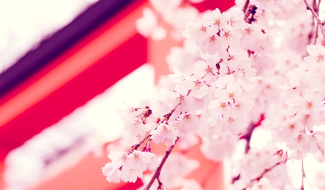 樱花图片，盛开的浪漫樱花花朵好看唯美图片