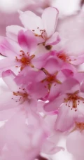 樱花图片，盛开的浪漫樱花花朵好看唯美图片