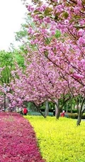 樱花树图片，如童话般的樱花树林唯美高清图片