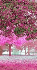 樱花树图片，如童话般的樱花树林唯美高清图片