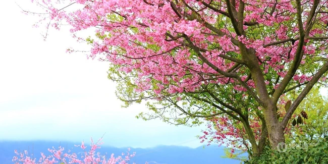 樱花树图片，如童话般的樱花树林唯美高清图片