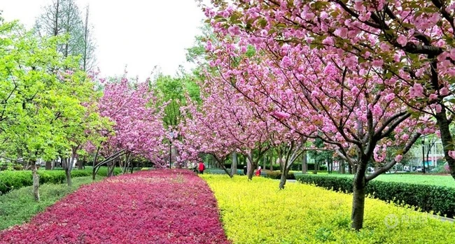 樱花树图片，如童话般的樱花树林唯美高清图片