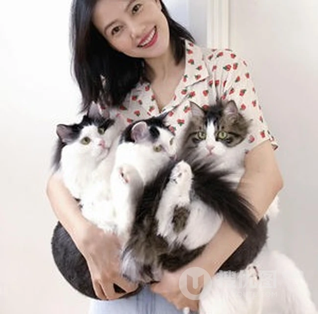 高圆圆晒工作室照片，花衬衫配牛仔裤逗猫签名很开心