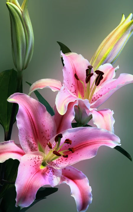 盛开的粉色百合花唯美手机壁纸