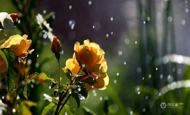 下雨天里的篮球、鸭梨、枯叶、自行车等唯美高清意境图片 第6张
