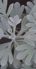 芙蓉菊高清图片集，天然民间草本草药芙蓉菊植物图片