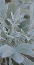 芙蓉菊高清图片集，天然民间草本草药芙蓉菊植物图片