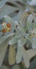 芙蓉菊高清图片集，天然民间草本草药芙蓉菊植物图片
