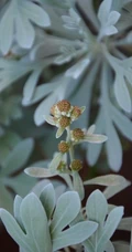 芙蓉菊高清图片集，天然民间草本草药芙蓉菊植物图片