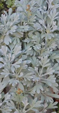 芙蓉菊高清图片集，天然民间草本草药芙蓉菊植物图片