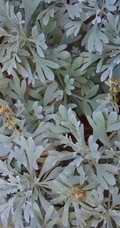 芙蓉菊高清图片集，天然民间草本草药芙蓉菊植物图片