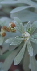 芙蓉菊高清图片集，天然民间草本草药芙蓉菊植物图片