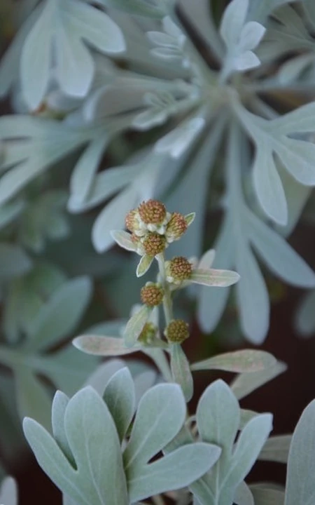 芙蓉菊高清图片集，天然民间草本草药芙蓉菊植物图片