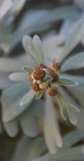 芙蓉菊高清图片集，天然民间草本草药芙蓉菊植物图片