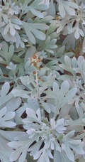 芙蓉菊高清图片集，天然民间草本草药芙蓉菊植物图片