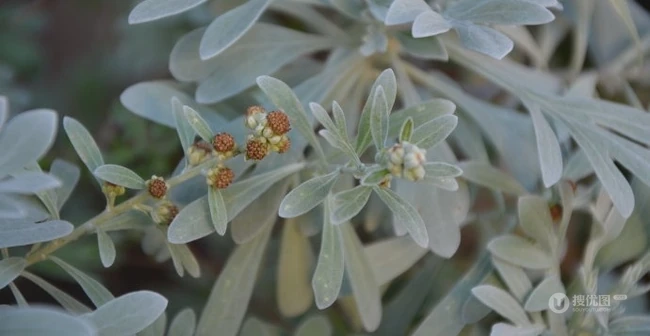 芙蓉菊高清图片集，天然民间草本草药芙蓉菊植物图片