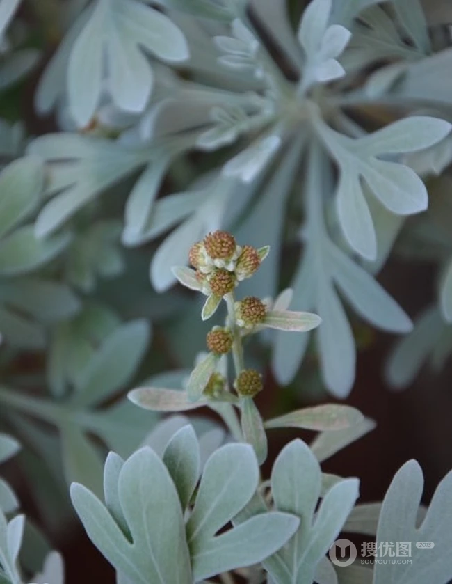 芙蓉菊高清图片集，天然民间草本草药芙蓉菊植物图片