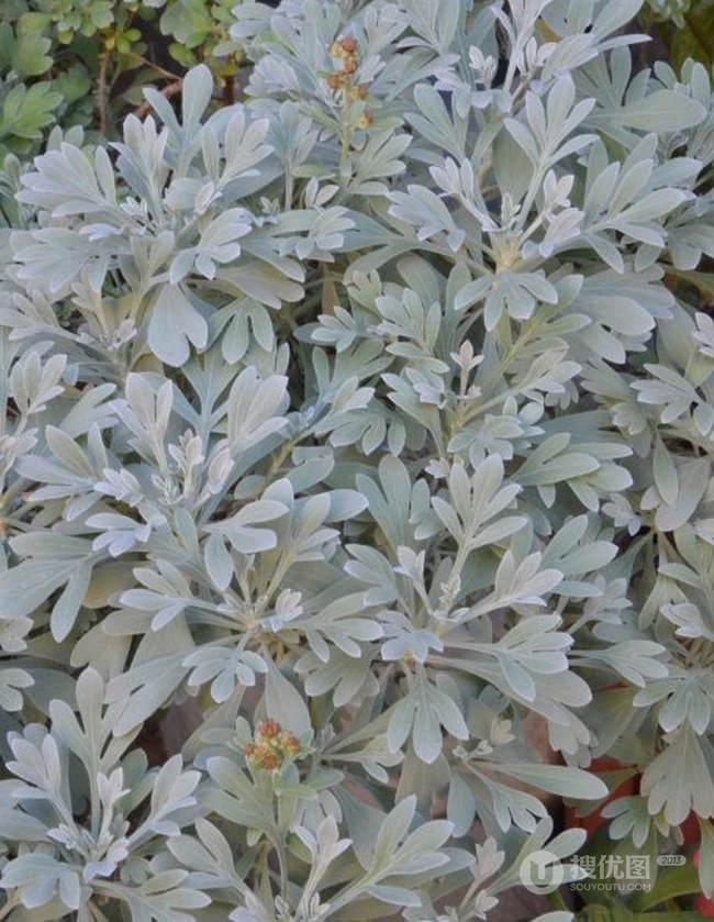 芙蓉菊高清图片集，天然民间草本草药芙蓉菊植物图片