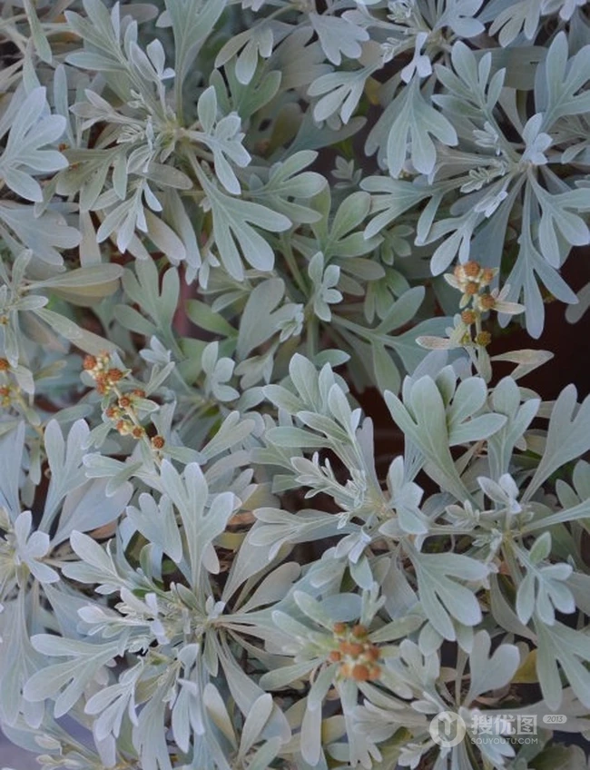 芙蓉菊高清图片集，天然民间草本草药芙蓉菊植物图片