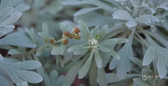 芙蓉菊高清图片集，天然民间草本草药芙蓉菊植物图片