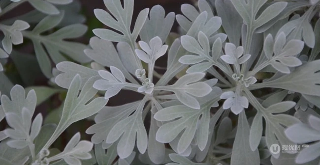 芙蓉菊高清图片集，天然民间草本草药芙蓉菊植物图片