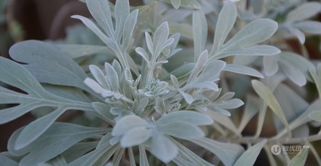 芙蓉菊高清图片集，天然民间草本草药芙蓉菊植物图片