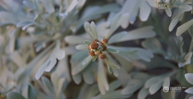 芙蓉菊高清图片集，天然民间草本草药芙蓉菊植物图片