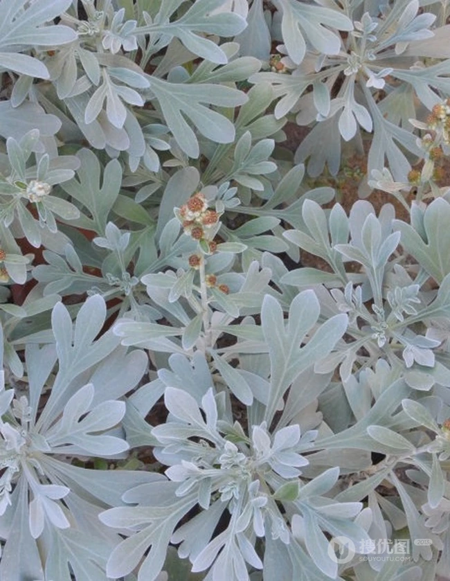芙蓉菊高清图片集，天然民间草本草药芙蓉菊植物图片