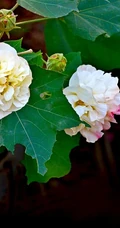 芙蓉花图片，盛开在树枝上的芙蓉花开高清图片集