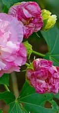 芙蓉花图片，盛开在树枝上的芙蓉花开高清图片集